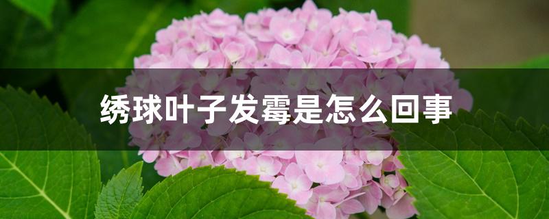 绣球叶子发霉是怎么回事 绣球叶子发霉是怎么回事
