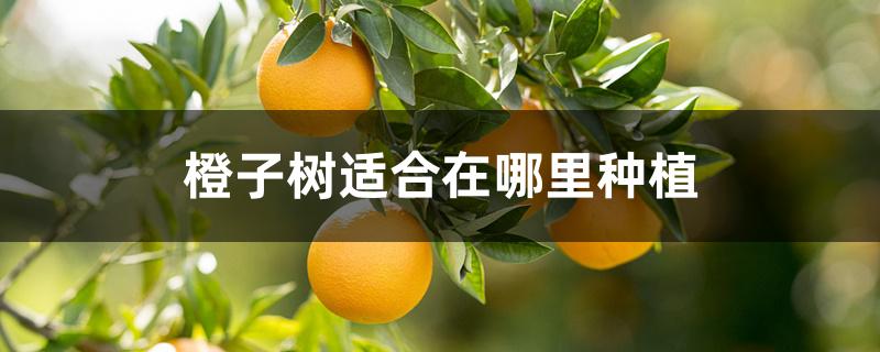 橙子树适合在哪里种植 橙子树适合在哪里种植