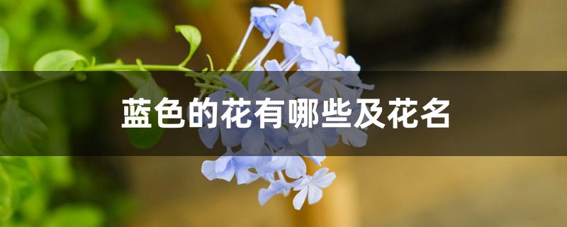 蓝色的花有哪些及花名 蓝色的花有哪些及花名