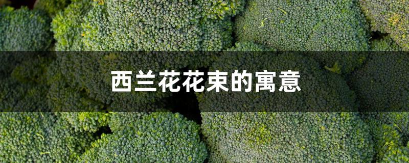 西兰花花束的寓意 西兰花花束的寓意
