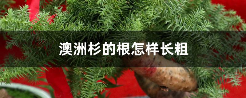 澳洲杉的根怎样长粗 澳洲杉的根怎样长粗