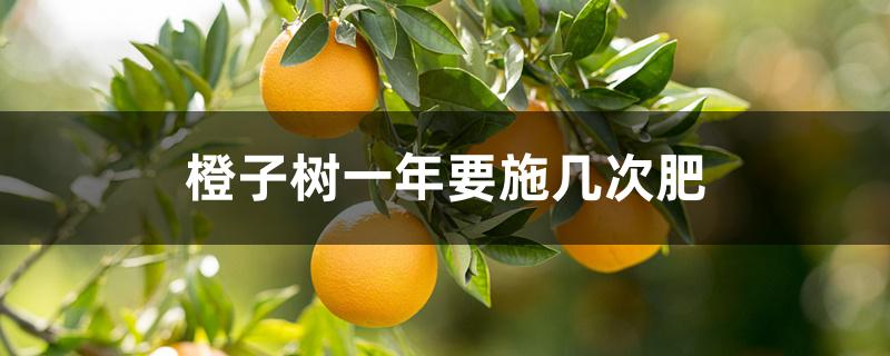 橙子树一年要施几次肥 橙子树一年要施几次肥