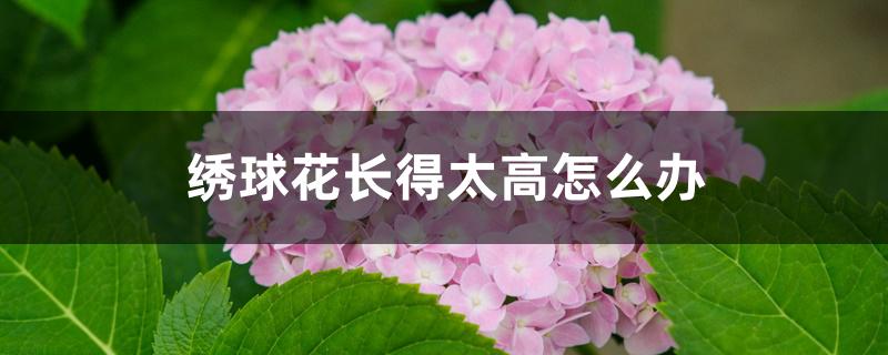 绣球花长得太高怎么办 绣球花长得太高怎么办