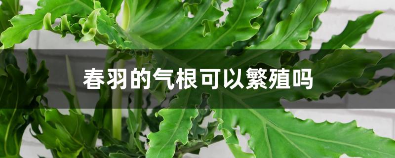 春羽的气根可以繁殖吗 春羽的气根可以繁殖吗