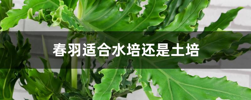 春羽适合水培还是土培 春羽适合水培还是土培