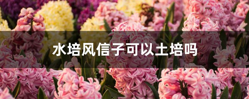 水培风信子可以土培吗 水培风信子可以土培吗