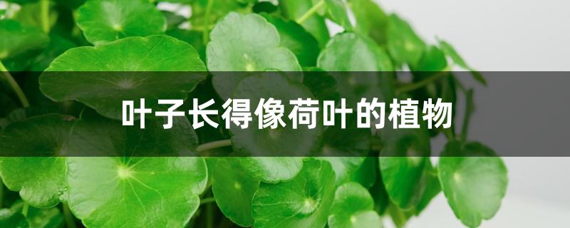 叶子长得像荷叶的植物 叶子长得像荷叶的植物