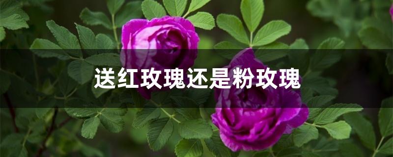 送红玫瑰还是粉玫瑰 送红玫瑰还是粉玫瑰