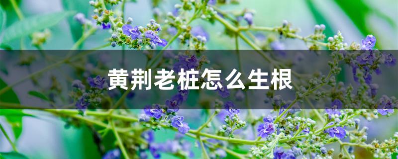 黄荆老桩怎么生根 黄荆老桩怎么生根