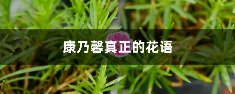 康乃馨真正的花语 康乃馨真正的花语