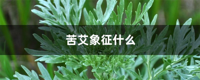 苦艾象征什么