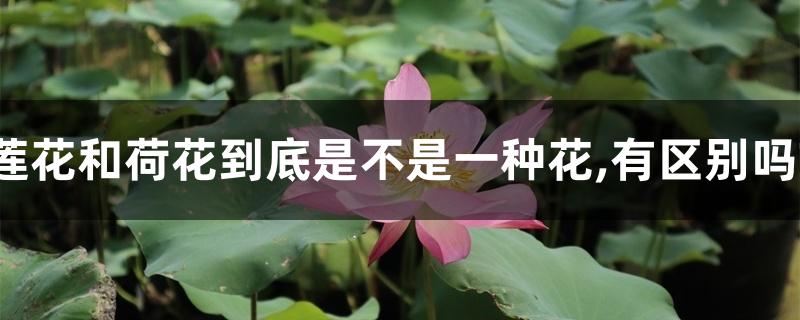 莲花和荷花到底是不是一种花,有区别吗? 莲花和荷花到底是不是一种花,有区别吗?