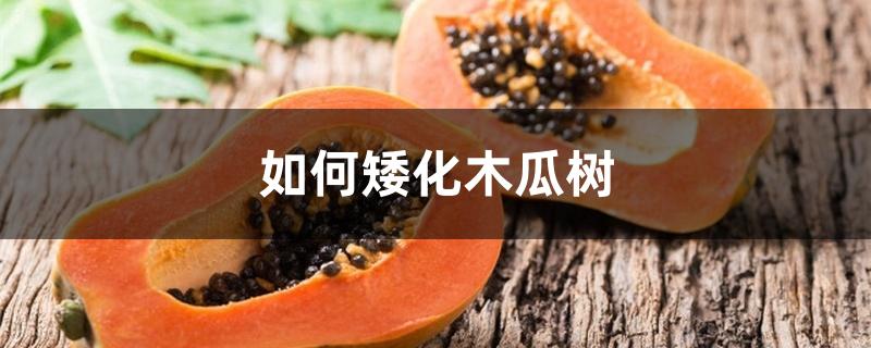 如何矮化木瓜树