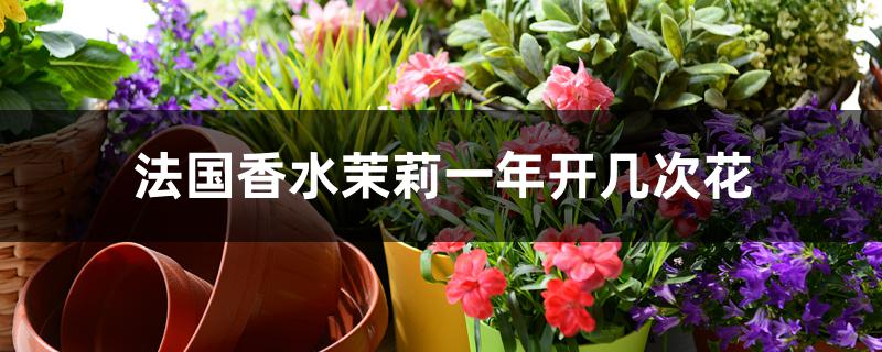 法国香水茉莉一年开几次花 法国香水茉莉一年开几次花