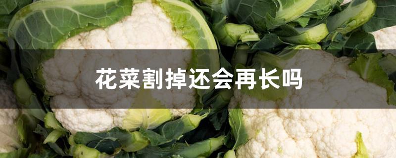 花菜割掉还会再长吗 花菜割掉还会再长吗