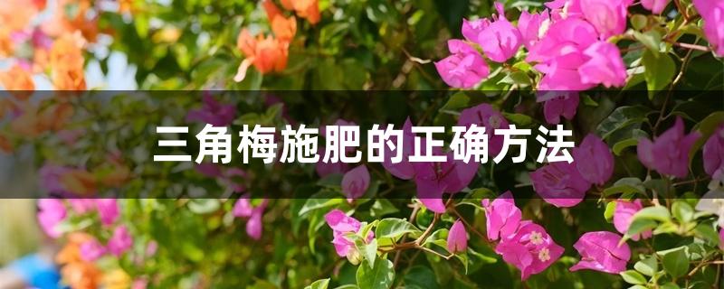 三角梅施肥的正确方法 三角梅施肥的正确方法