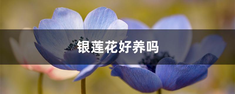 银莲花好养吗