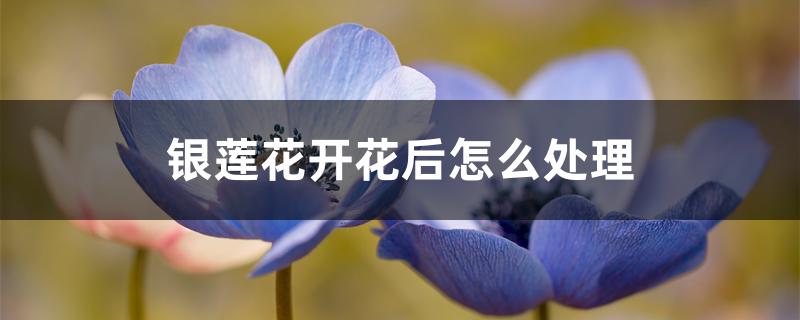 银莲花开花后怎么处理 银莲花开花后怎么处理