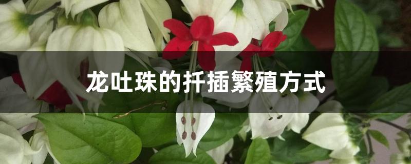 龙吐珠的扦插繁殖方式 龙吐珠的扦插繁殖方式