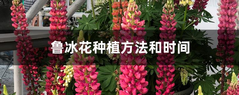 鲁冰花种植方法和时间 鲁冰花种植方法和时间