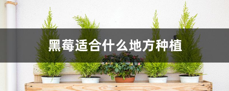 黑莓适合什么地方种植 黑莓适合什么地方种植