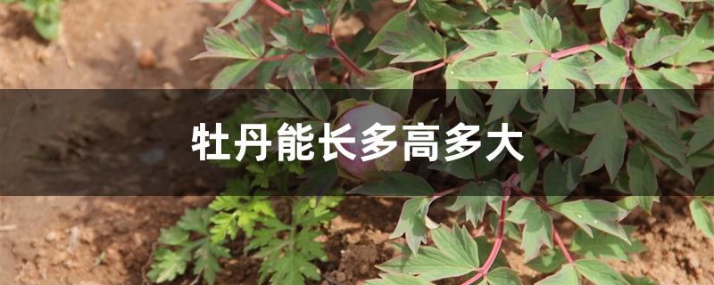 牡丹能长多高多大