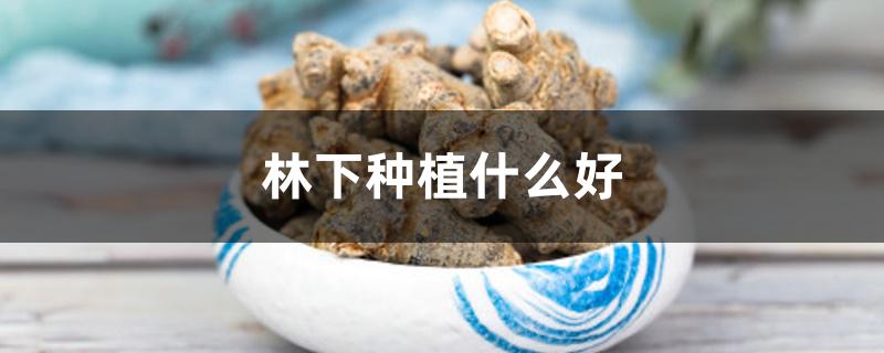 林下种植什么好