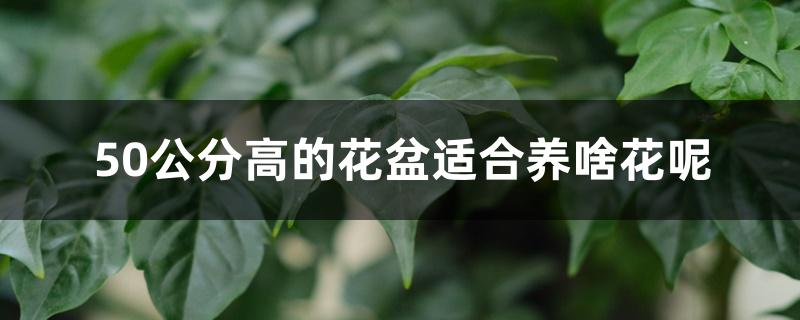 50公分高的花盆适合养啥花呢 50公分高的花盆适合养啥花呢