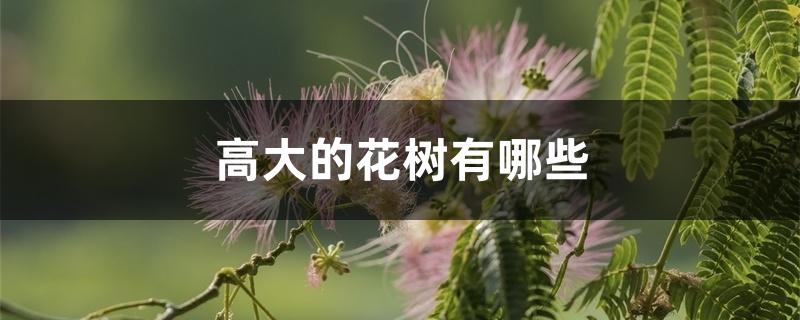 高大的花树有哪些 高大的花树有哪些