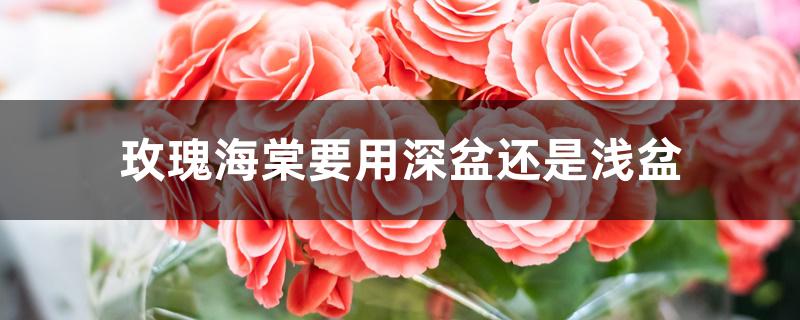 玫瑰海棠要用深盆还是浅盆 玫瑰海棠要用深盆还是浅盆