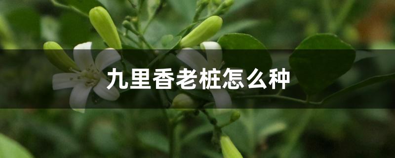 九里香老桩怎么种 九里香老桩怎么种