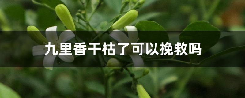 九里香干枯了可以挽救吗 九里香干枯了可以挽救吗