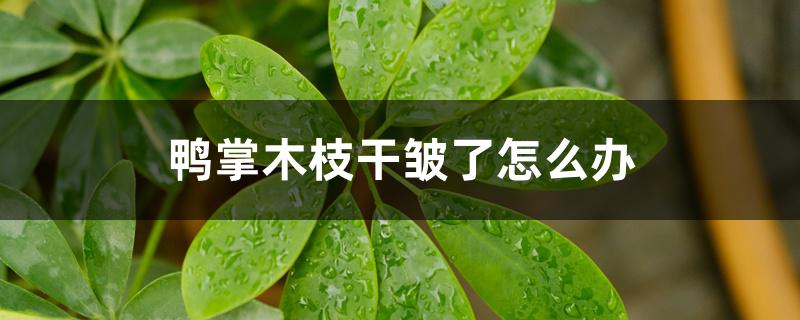 鸭掌木枝干皱了怎么办 鸭掌木枝干皱了怎么办