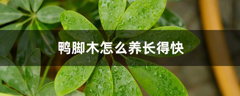鸭脚木怎么养长得快 鸭脚木怎么养长得快