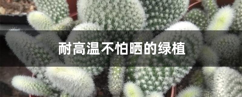 耐高温不怕晒的绿植 耐高温不怕晒的绿植