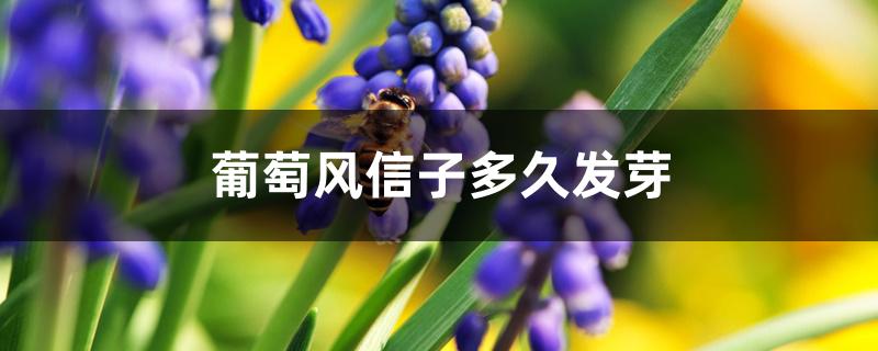 葡萄风信子多久发芽 葡萄风信子多久发芽