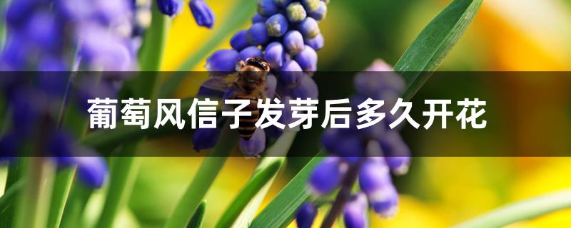 葡萄风信子发芽后多久开花 葡萄风信子发芽后多久开花
