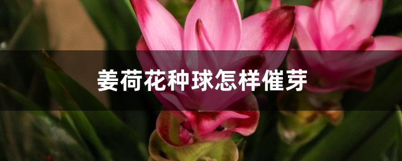 姜荷花种球怎样催芽 姜荷花种球怎样催芽