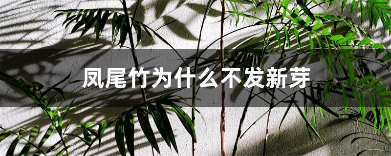 凤尾竹为什么不发新芽 凤尾竹为什么不发新芽