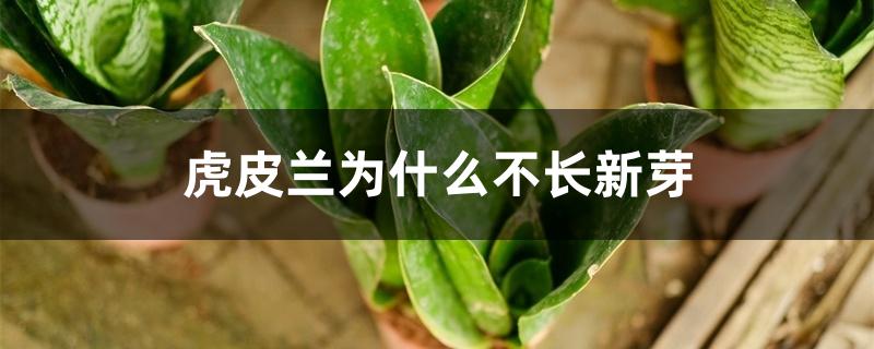 虎皮兰为什么不长新芽 虎皮兰为什么不长新芽