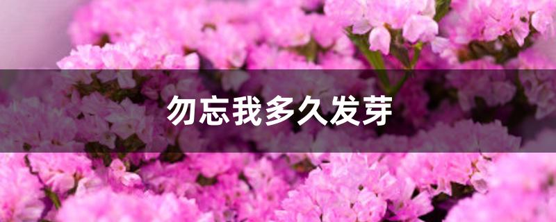 勿忘我多久发芽 勿忘我多久发芽