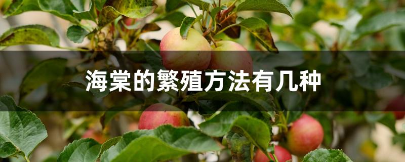 海棠的繁殖方法有几种 海棠的繁殖方法有几种