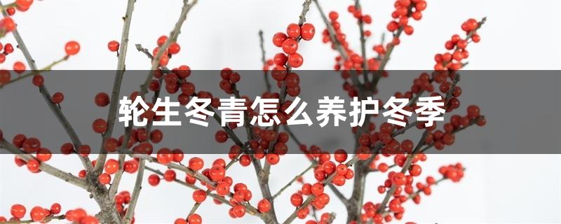 轮生冬青怎么养护冬季 轮生冬青怎么养护冬季