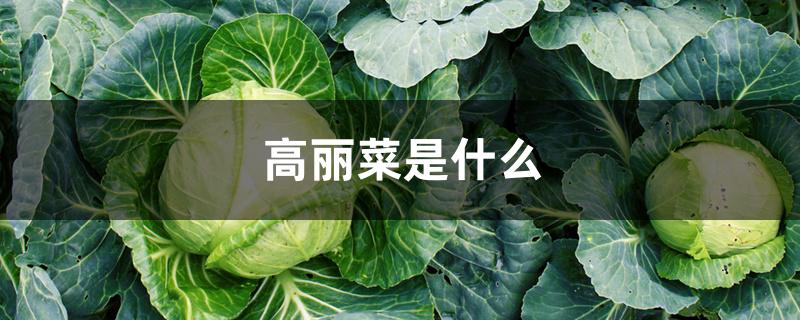 高丽菜是什么 高丽菜是什么