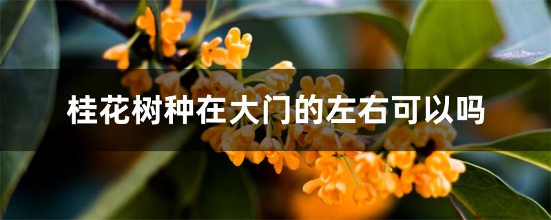 桂花树种在大门的左右可以吗 桂花树种在大门的左右可以吗