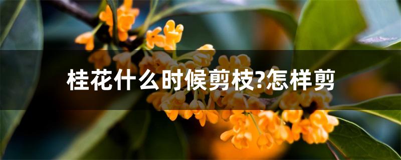 桂花什么时候剪枝?怎样剪 桂花什么时候剪枝?怎样剪