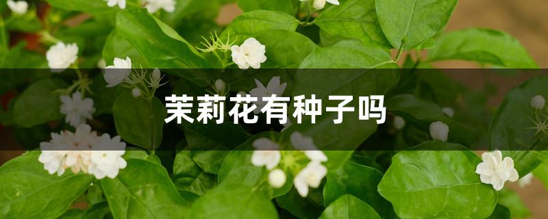 茉莉花有种子吗 茉莉花有种子吗