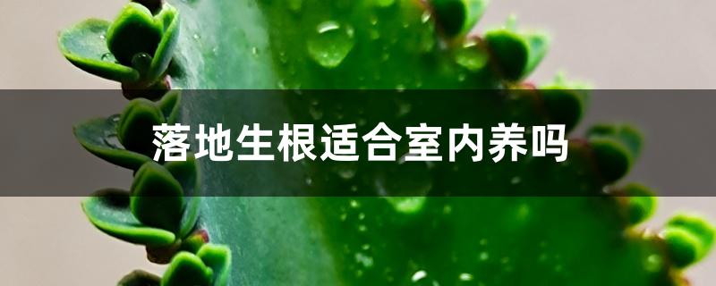落地生根适合室内养吗 落地生根适合室内养吗