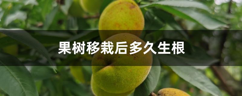 果树移栽后多久生根