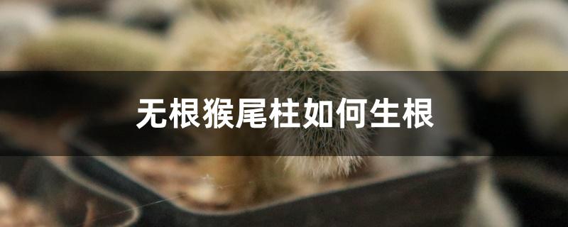 无根猴尾柱如何生根 无根猴尾柱如何生根
